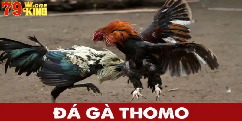 Đá gà Thomo được tổ chức tại kê trường lớn nhất nhì